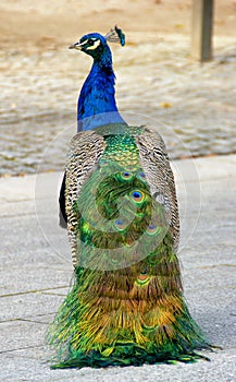 Peacock in Cristal Palace gardens