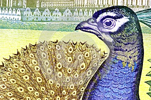 Peacock on Currency Note