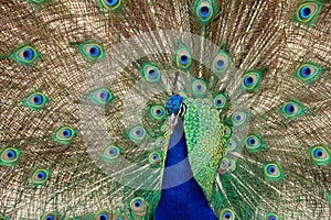 Peacock dance closeup