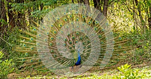 Peacock  dancing - feathers fully displayed