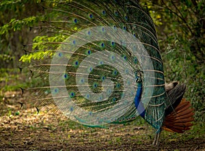 Peacock  dancing - feathers fully displayed