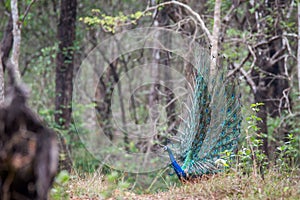 Peacock dancing in forest
