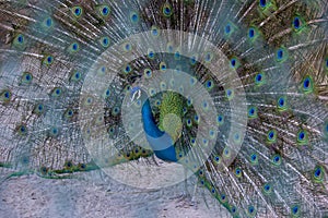 A Peacock Dancing and having fun