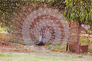 Peacock with feathers in the park