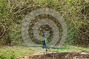 Peacock dancing, Pavo cristatus, Bandipur National Park, Karnataka, India