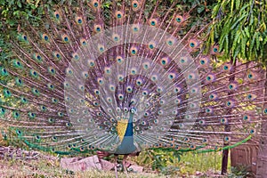 Peacock dancing by showing his feathers