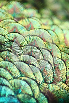 Peacock detail