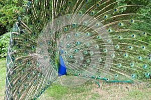 Peacock Dispaying Bright Patterned Feathers