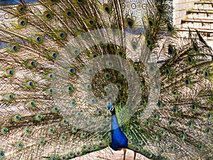 Peacock displaying in Cascais Portugal