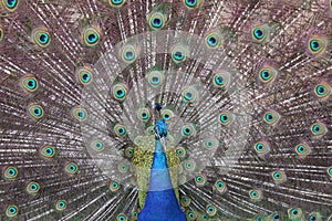 Peacock Displaying Colorful Feathers