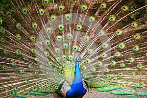 Peacock displaying fan, beautiful plumage