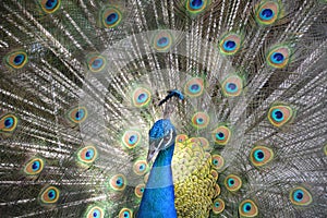 Peacock displaying feathers