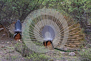 Peacock displaying feathers to attaract peahen in Ranthambhore