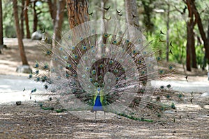 A peacock displaying his plumage