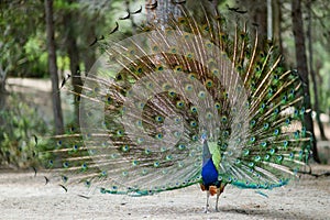 A peacock displaying his plumage