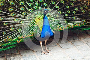 Peacock displaying his plumage