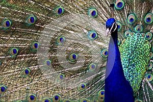 Peacock in full diplay photo