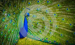 A peacock displaying its plumage, Paignton, Devon, UK