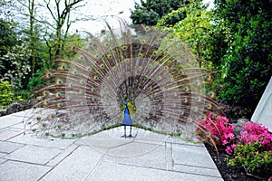 Peacock displaying its tail feathers in a garden photo