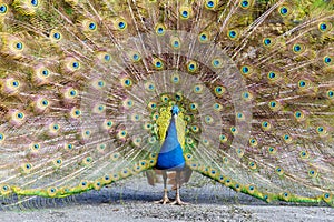 Peacock displaying plumage