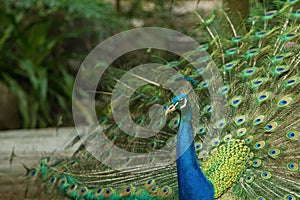 Peacock displaying plumage in the park