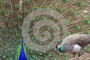 Peacock displaying to peahen photo