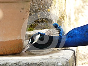 Peacock drinking  in a puddle at Bagatelle Park, Paris, France, Europe, April 2019