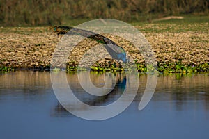 Peacock Drinks in Reflective Waters