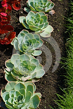 Peacock Echeveria Succulent Plants with Blue-grey Leaves.