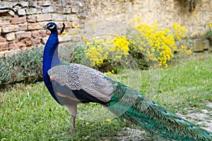 Peacock at the ecomusee in Alsace