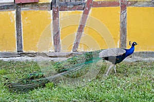 Peacock at the ecomusee in Alsace