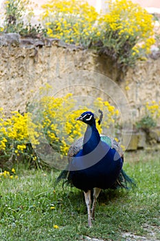 Peacock at the ecomusee in Alsace