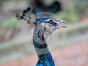 Peacock with electric blue and aqua feathers