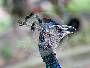 Peacock with electric blue and aqua feathers