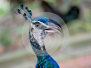 Peacock with electric blue and aqua feathers