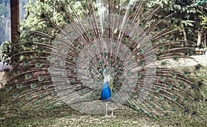 Peacock with expanded tail