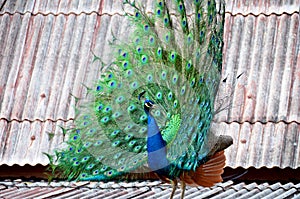 The peacock is expanding the tail.