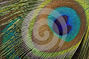 Peacock eye background