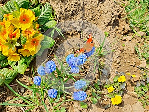 Peacock eye butterfly at colourful flowers photo