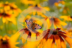 The peacock eye butterfly is on the flower of Rudbeckia hirta photo