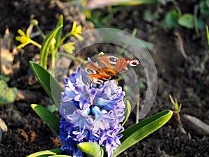 peacock eye butterfly