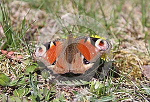 A peacock eye butterfly sits on a flower Aglais io Inachis io Nymphalidae