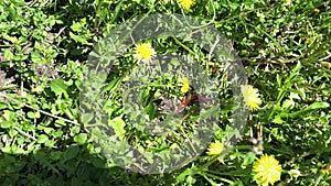 Peacock eye butterfly sitting on a yellow dandelion