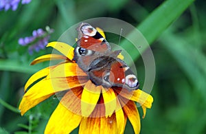 Peacock eye Butterfly is sitting on the yellow flower above blur green background on summer day