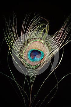 Peacock eye feather on black background