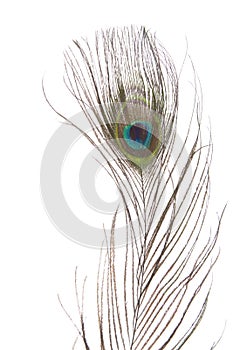 Peacock eye feather isolated on white background