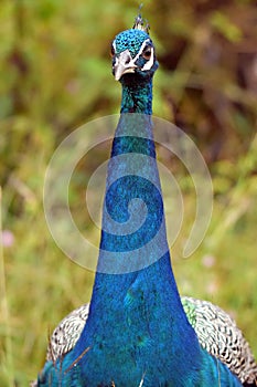 Peacock Face and neck
