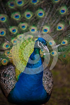 Peacock face and plumage photo