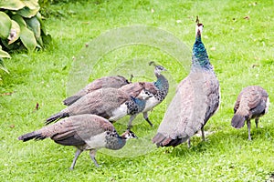 Pavo real cachorros madre en el jardín 