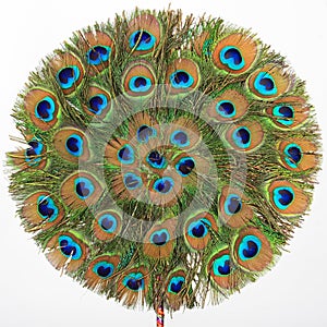 The peacock fan